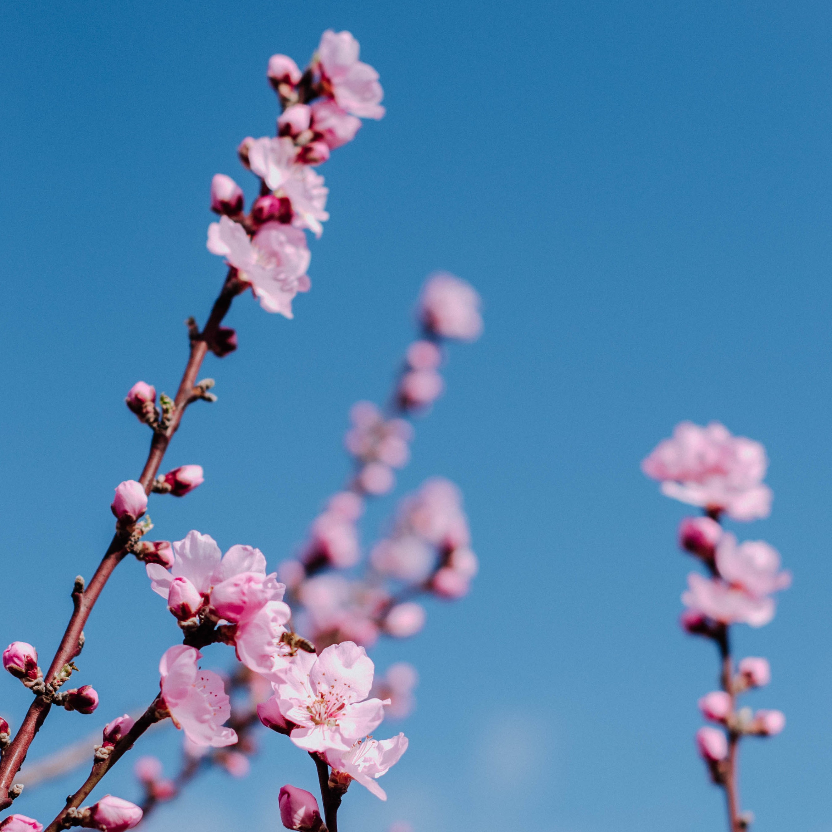Geschenkkisten passend zum Frühling