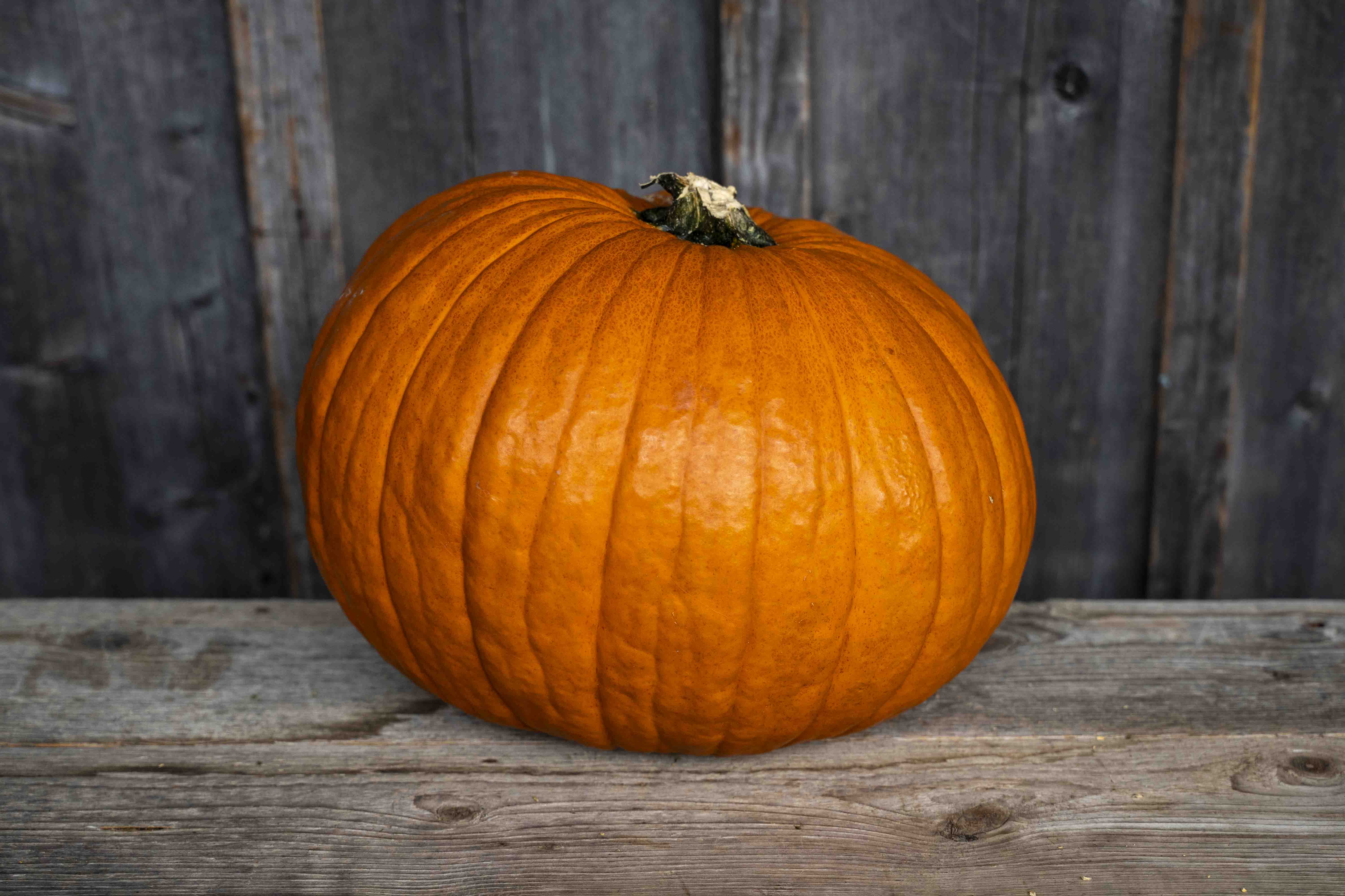 Halloween Kürbis mittel