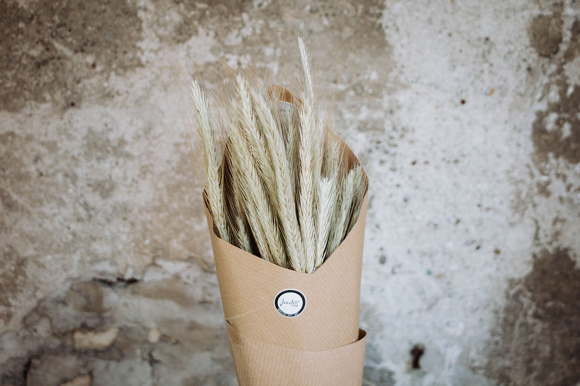 Trockenblumen Gerste