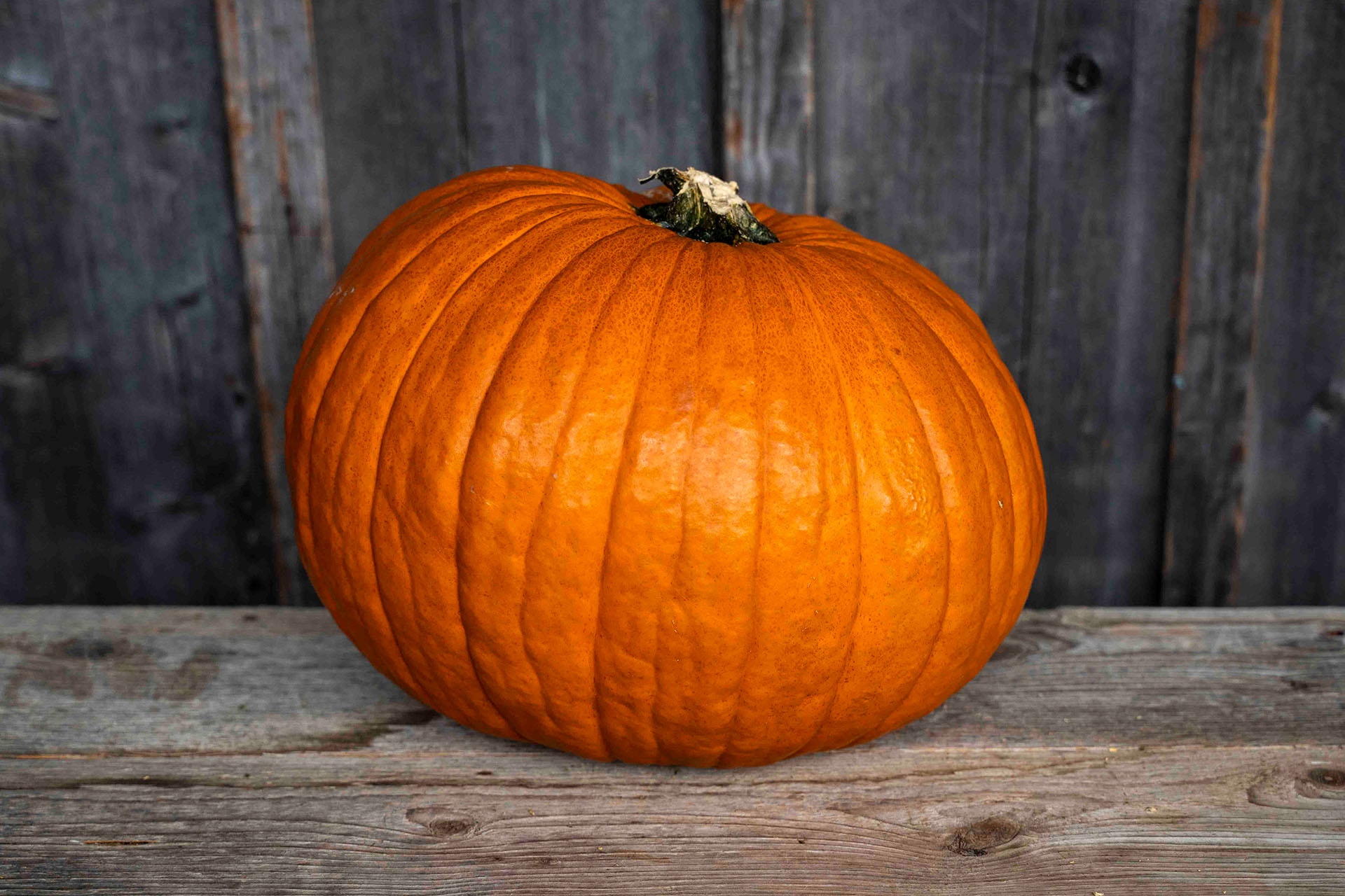 Kürbis Halloween gross