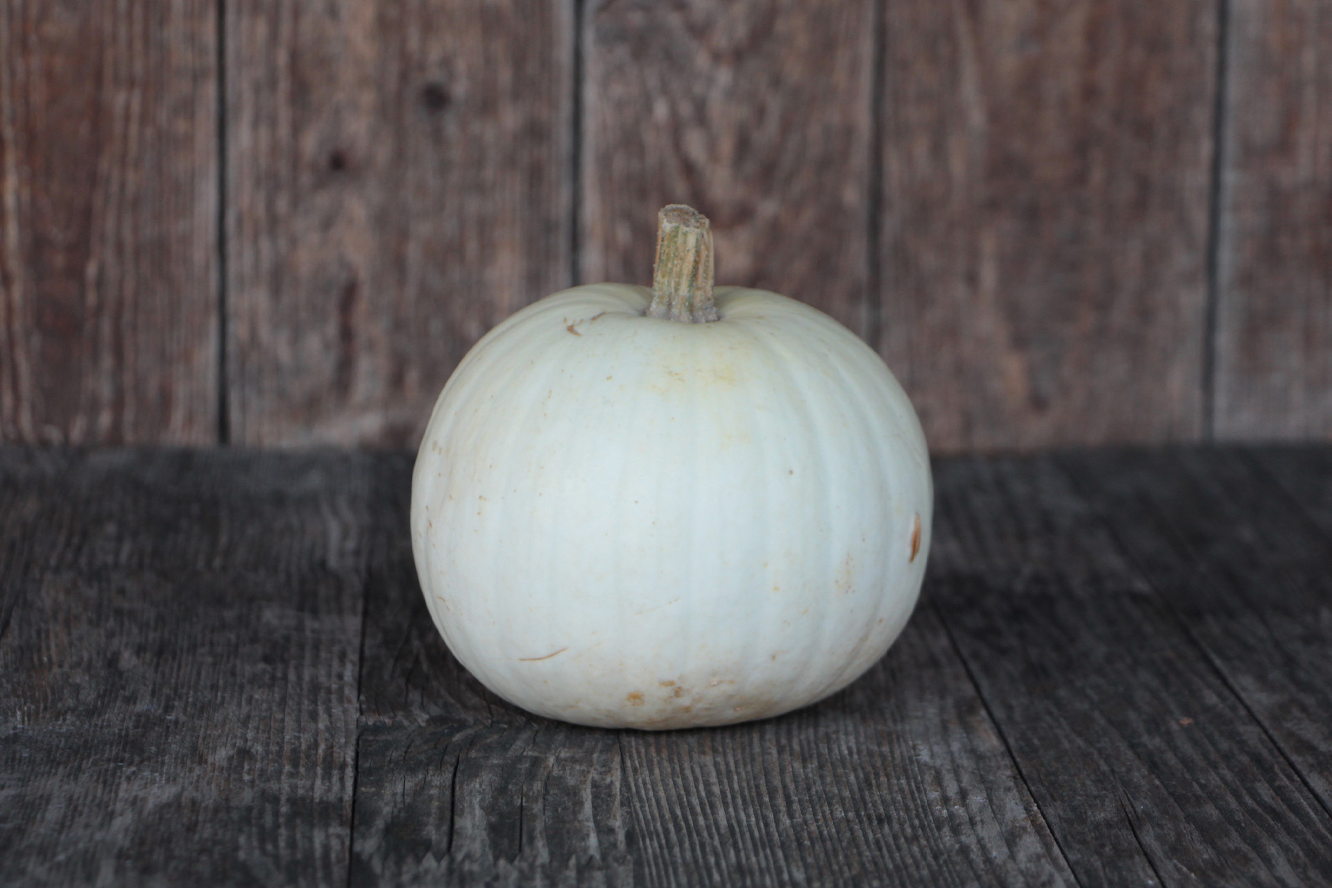 Kürbis Halloween Spezial