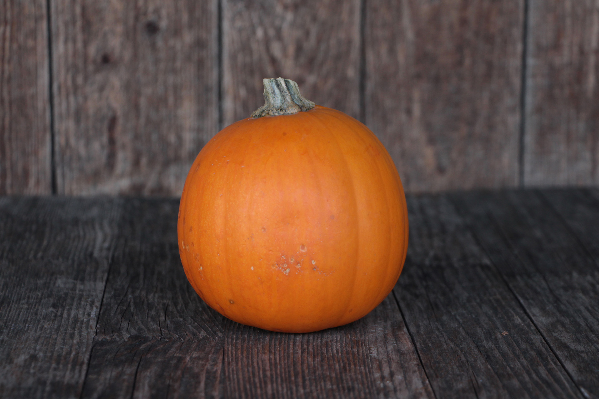 Kürbis Halloween M SGA